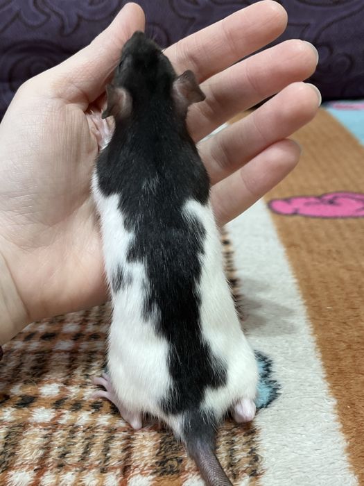 Ручной крысенок девочка (крыса,крысы,крыс)