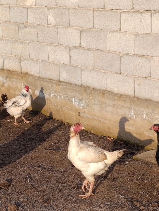 Продается куры домашние