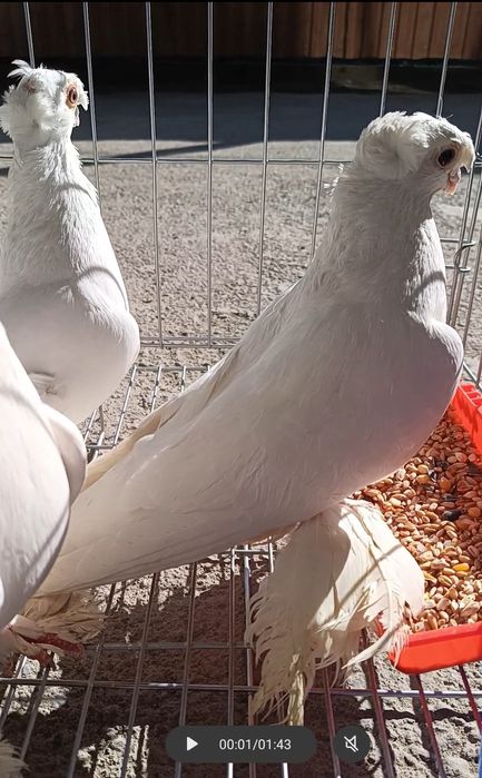 Продам голубей двух чубые молодые