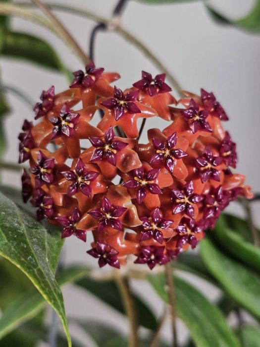 Крассипетиолата сплеш, Пхувуаенсис, Бордени