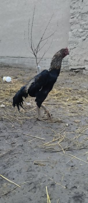 Dakan korea xoʻrozi  yoshiga yetgan  xozir tulovda