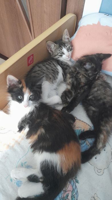 Добри котета от София