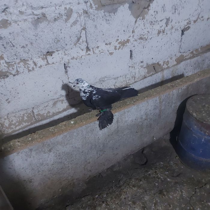 Соч  голубка  лет игра