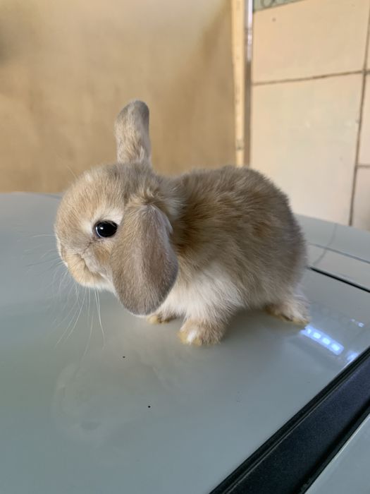 Куйон бор сотилади :