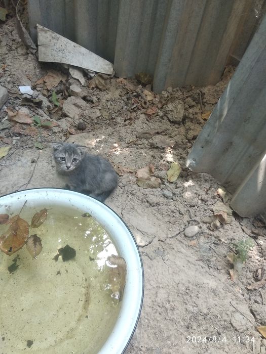 Кошка вислоухие пушистая