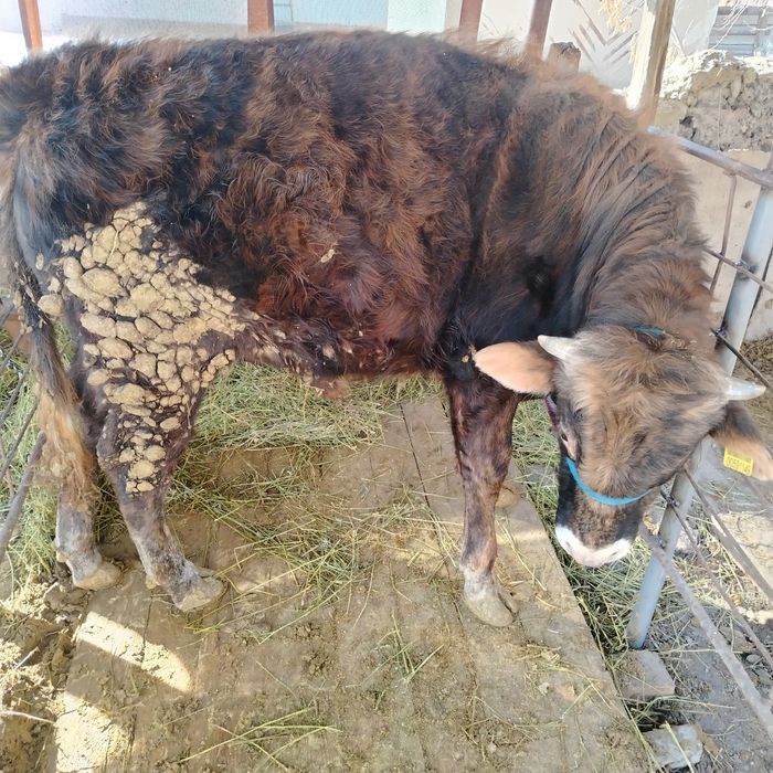 Сельхозживотное.