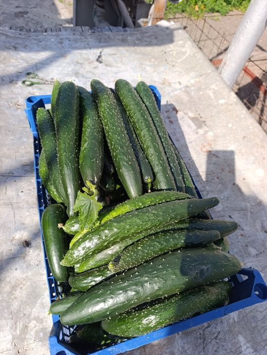Продам домашние огурцы