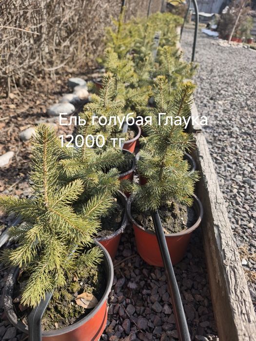 Ель, пихта, туя, можжевельник