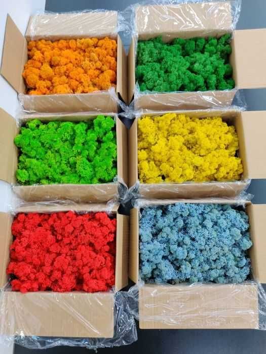 Licheni stabilizati Cluj