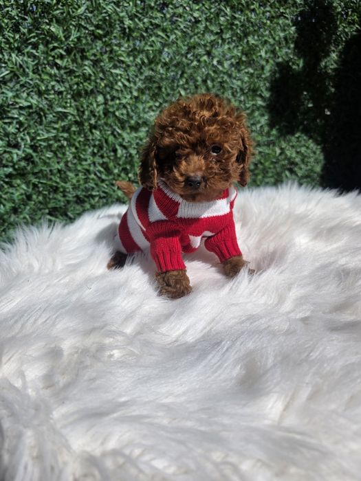 Пудел Той момче с родословие