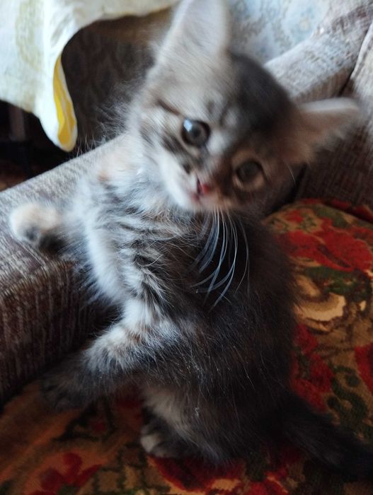 Девочка котёнок в добрые руки