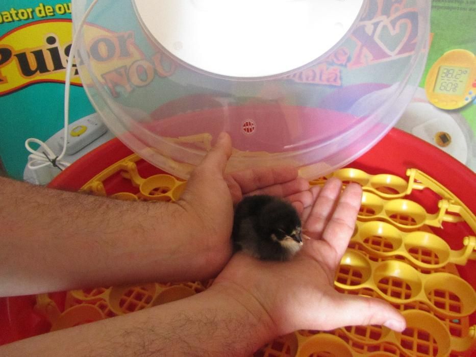 Официалният вносител за БГ.Инкубатори с влагомер и люлка. 2г. ГАРАНЦИЯ