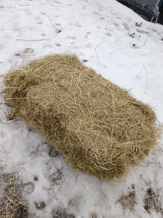 Шөп сатылады 1500 теңге