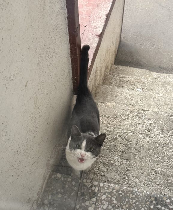 Pisoi 6 luni pentru adoptie