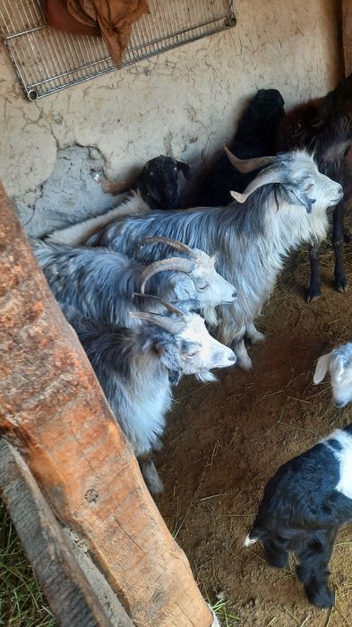 Ешкі лақ Серке козы коза