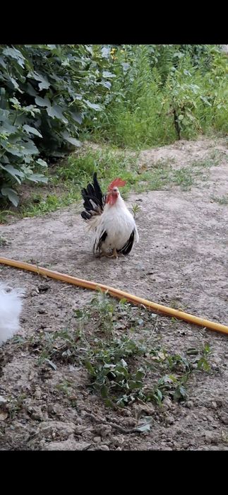 Шабо хурозча сотилади.