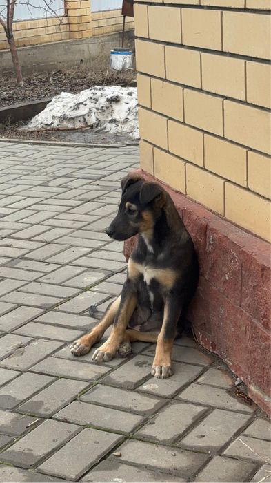 Девочка щенок 3 месяца