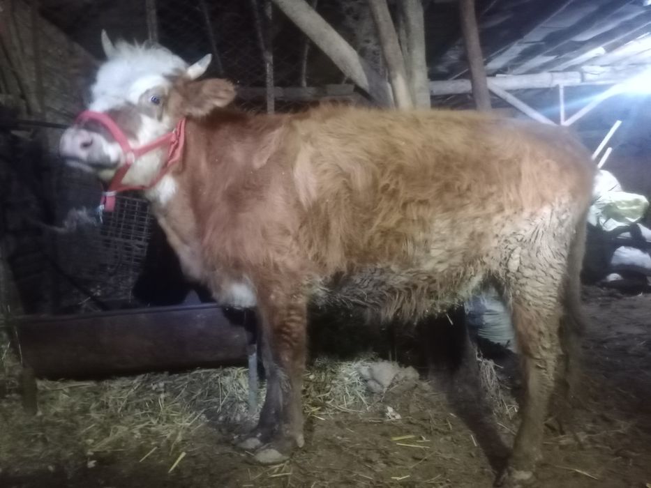 Shvet g‘unajin bug‘o‘z 8 oylik.