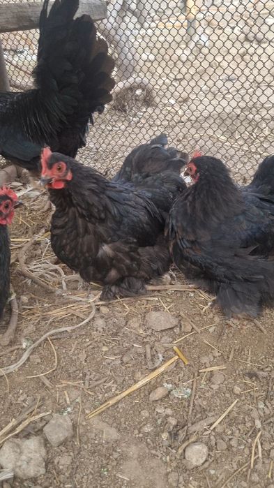 Кохинкин карлики