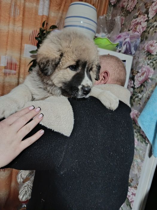 Продам щенка кавказской овчарки!