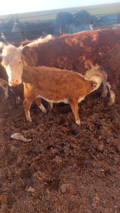 Продам КРС, в количестве 40 голов