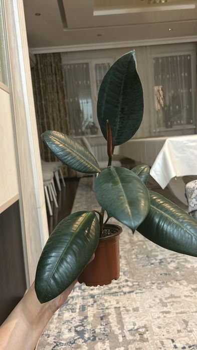 Срочно продается фикус