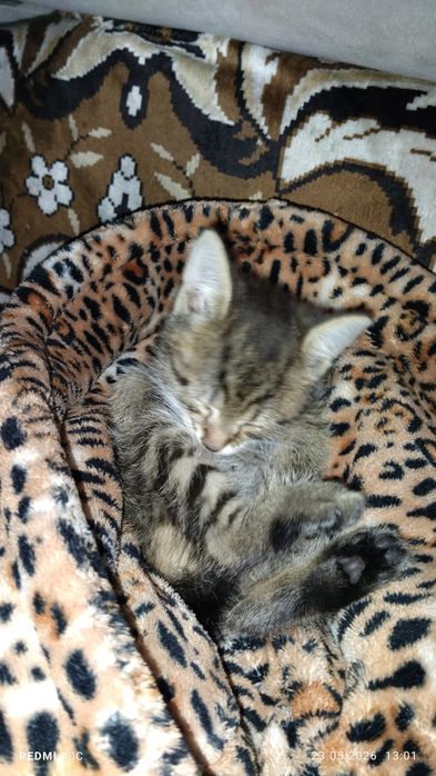 Отдам котенка окраса табби
