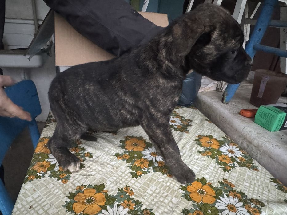 Женско кученце Cane Corso