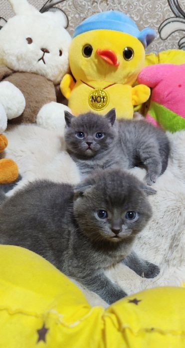 Домашний мушук toza qon mushuchalar