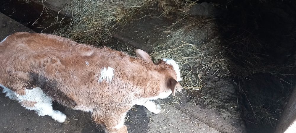 Vaca Limousine metis la prima fatare