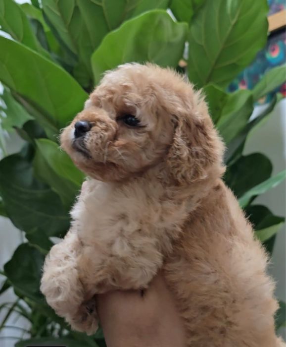 Продам карликовых пуделей