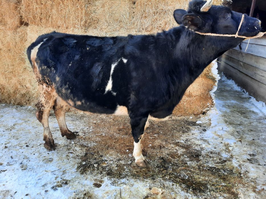 Сиыр сатылады семіз