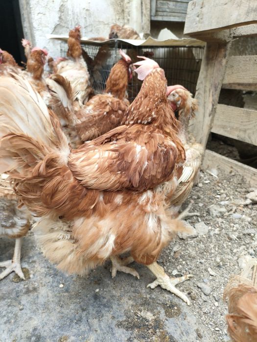 Куры несушки Ломан Браун