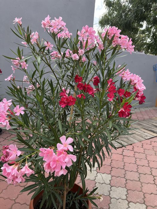 Leandrii toate culorile la 2,5m ,2m