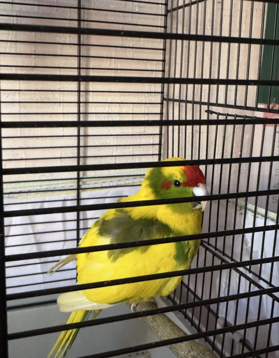 Двойка млади Какарики със клетка – мъжки и женска