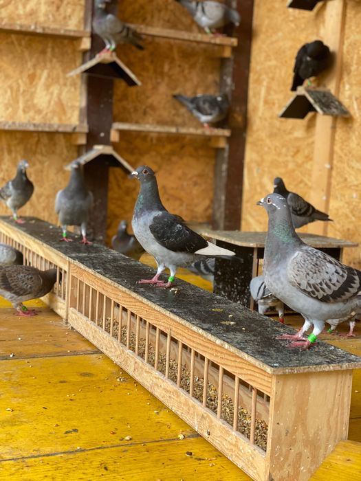 Vand porumbei voiajori