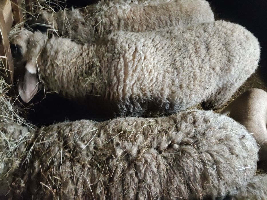 In căutare nou stapan