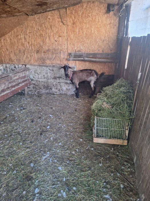 Capra alpina.franceza