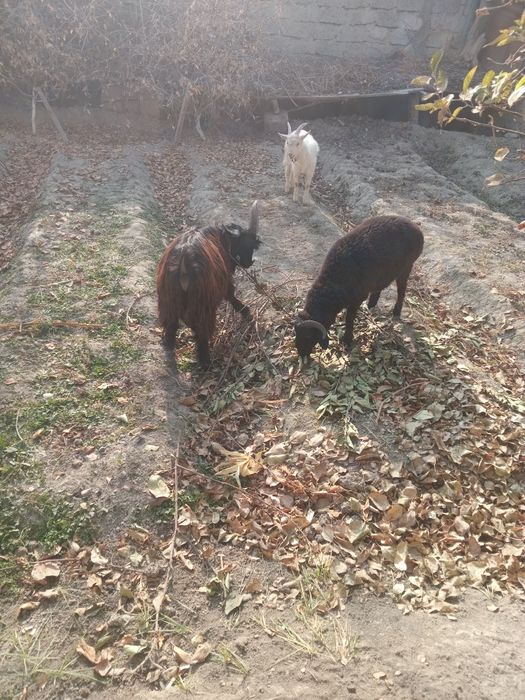 Echkila sotiladi. Ikkalasiyam takkacha