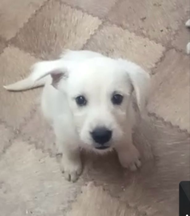 Щенок в добрые руки