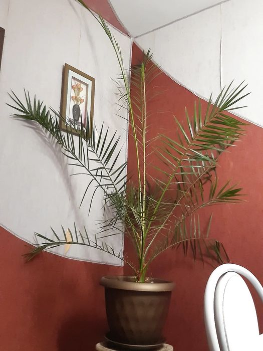 Пальма из Турции