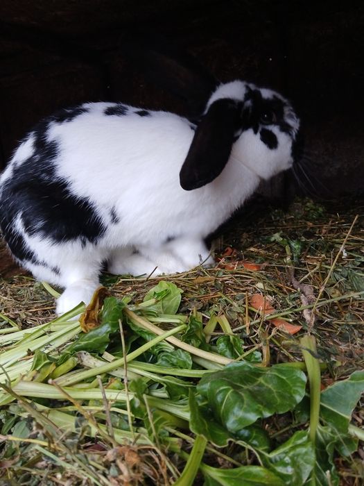 Vand iepuri crescuti de casa 200ron bucata