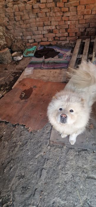 Прекрасно женско Чау-Чау (Арчи) – на 1 година