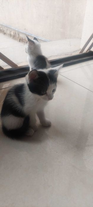 Отдадим котят в добрые руки. Бесплатно. Мушукчалар бепул берилади