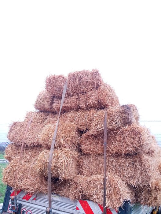 Decor, așternut, animale, Caini , pisici baloți mici paie corbu cta tr