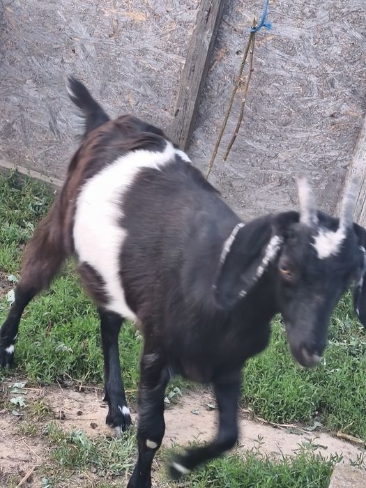 Ieduțe anglonubiene