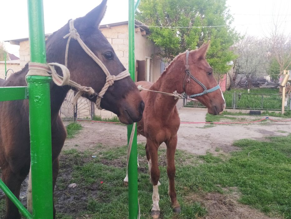 2 жасар кунандар сатылады