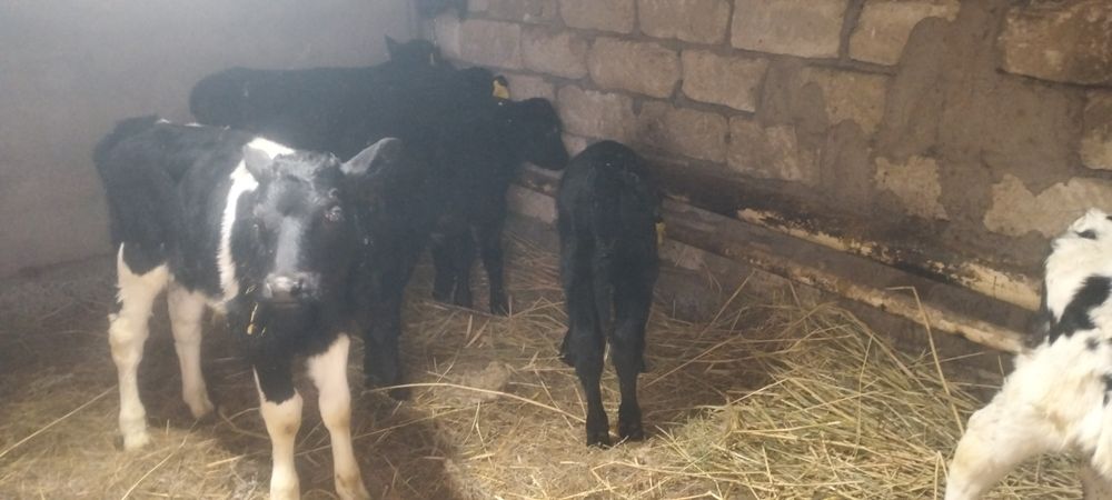 4 айлык бузаулар сатылады.