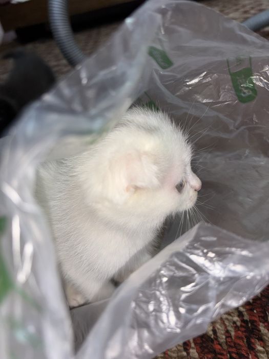 Продается котенок