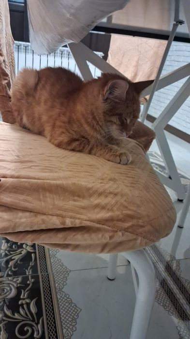 Бесплатно отдам кошек